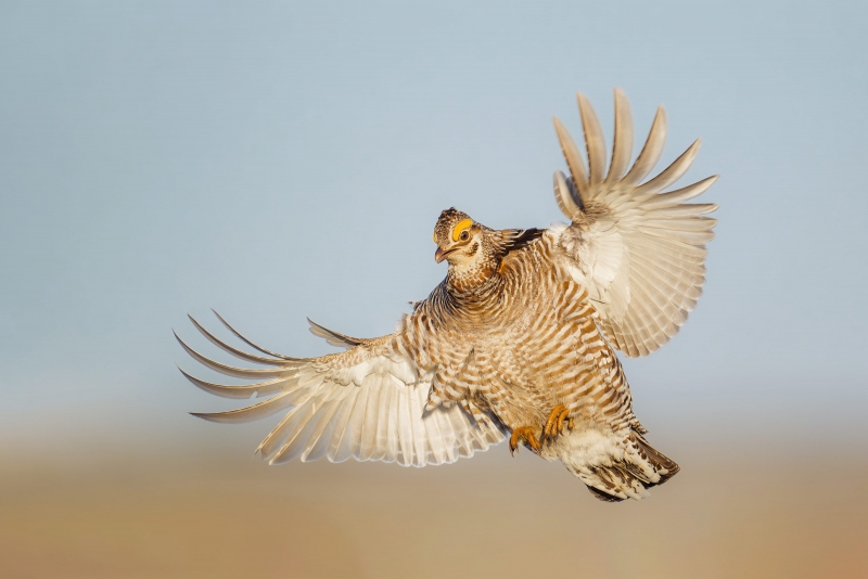 Greater-Prairie-Chicken-3200-inbound-flight-_A933289-Fort-Pierre-National-Grasslands-SD-Enhanced-NR