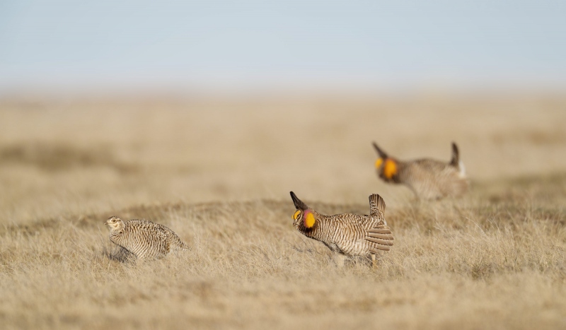 Greater-Prairie-Chicken-3200-males-on-the-prowl-_A933922-Fort-Pierre-National-Grasslands-SD