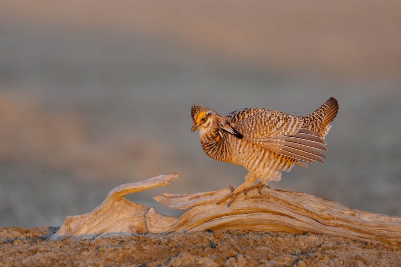 Greater-Prairie-Chicken-3200-on-log-_A931389-Fort-Pierre-National-Grasslands-SD-Enhanced-NR