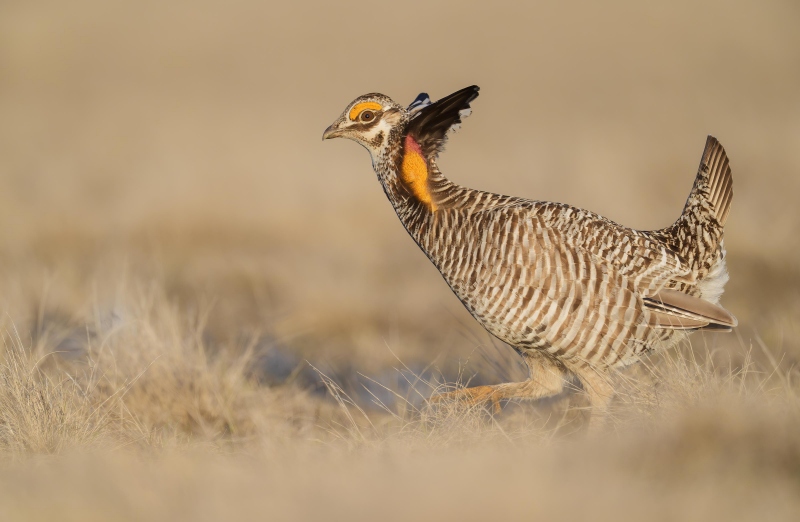 Greater-Prairie-Chicken-3200-with-pinnae-erected-_A934657-Fort-Pierre-National-Grasslands-SD-Enhanced-NR