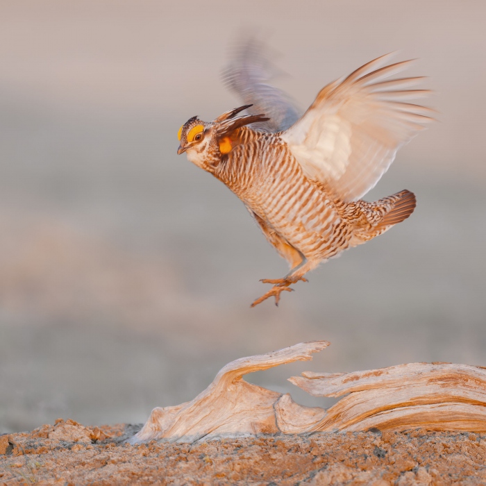 Greater-Prairie-Chicken-SQ-3200-landing-_A931216-Fort-Pierre-National-Grasslands-SD-Enhanced-NR