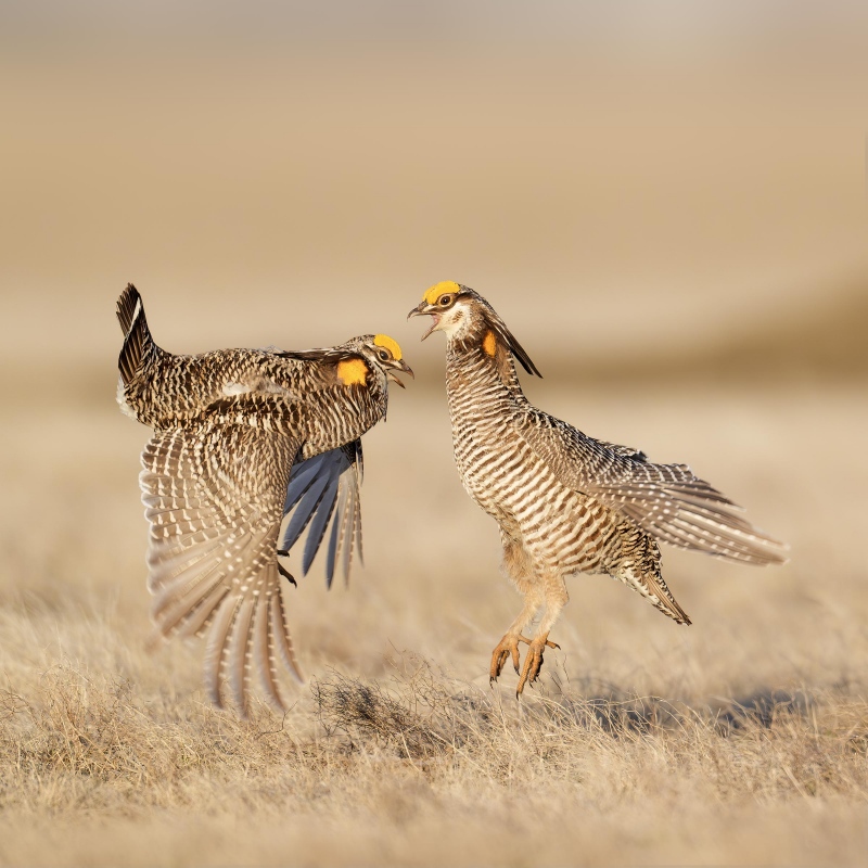 Greater-Prairie-Chickens-2400-squabbling-_A934240-Fort-Pierre-National-Grasslands-SD-Enhanced-NR