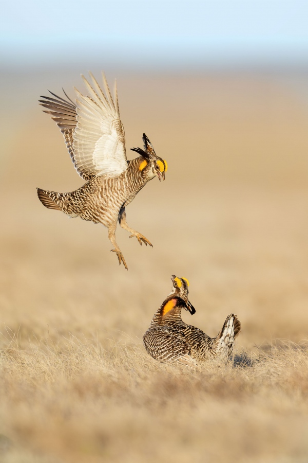 Greater-Prairie-Chickens-3200-sparring-_A934329-Fort-Pierre-National-Grasslands-SD-Enhanced-NR