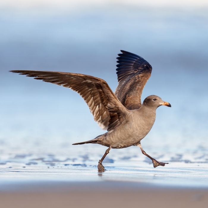 Heermanns-Gull-2400-2-yr-old-running-_A1G5215-Morro-Bay-CA-Enhanced-NR-2