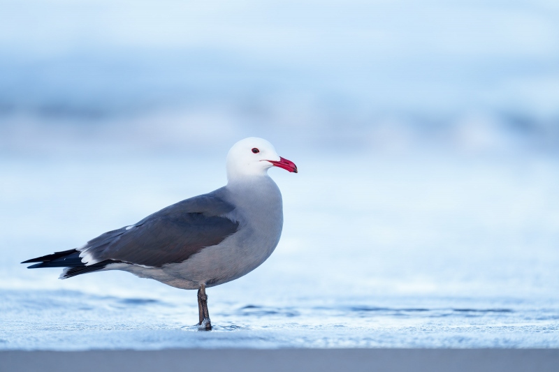 Heermanns-Gull-3200-breeding-plumage-adult-_A1G4501-Morro-Bay-CA-Enhanced-NR