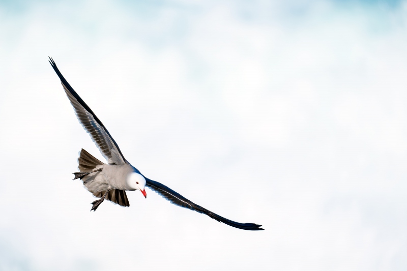 Heermanns-Gull-3200-landing-_A1G7814-La-Jolla-CA-Enhanced-NR