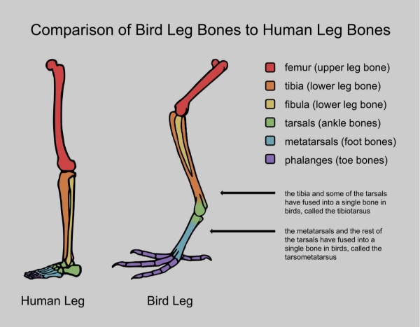 Human-Bird-leg-bones