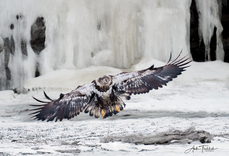 Juvie-Eagle-in-front-of-waterfall_copyright-Anke-Frohlich