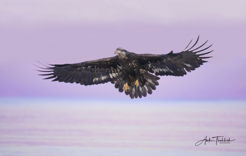 Juvie-Eagle-in-morning-pink_copyright-Anke-Frohlich