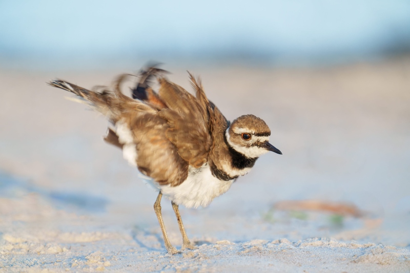 Killdeer-3200-adult-ruffling-_A1G0953-Indian-Lake-Estates-FL