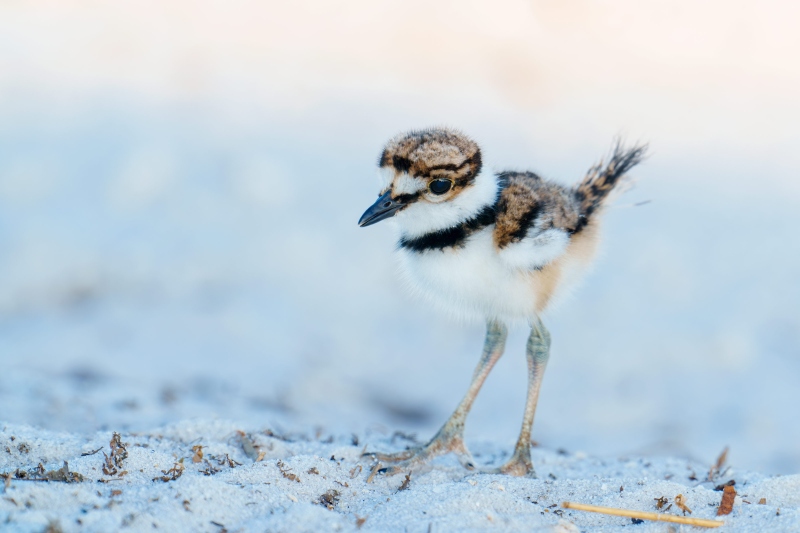 Killdeer-3200-chick-1-week-old-_A1G1678-Indian-Lake-Estates-FL-Enhanced-NR