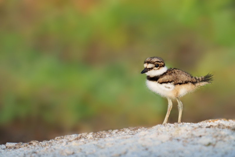 Killdeer-3200-chick-5-days-old-_A1G1724-Indian-Lake-Estates-FL-copy