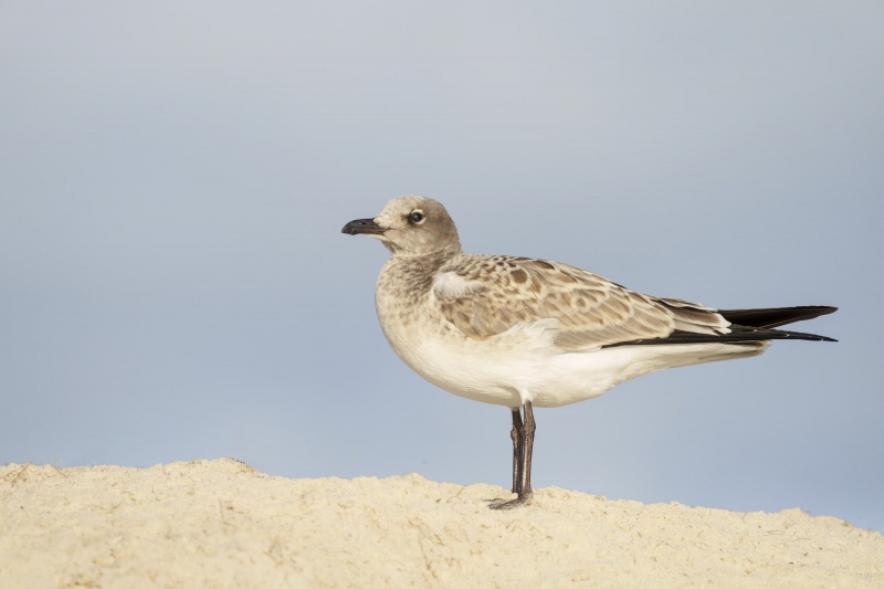 Laughing-Gulll-3200-in-fresh-juvenal-plumage-_A1B5659-Jacksonville-FL-Enhanced-NR