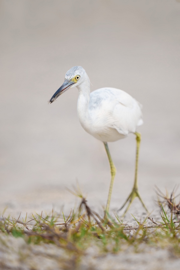 Little-Blue-Heron-3200-molting-juvenile-_A1G1052-Fort-DeSoto-Park-FL-