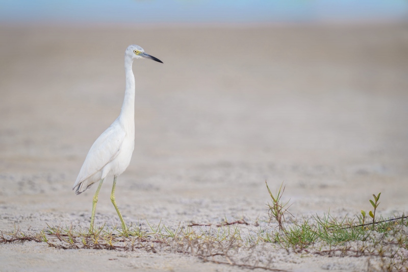 Little-Blue-Heron-3200-molting-juvenile-on-beach-_A1G1257-Fort-DeSoto-Park-FL-Enhanced-NR