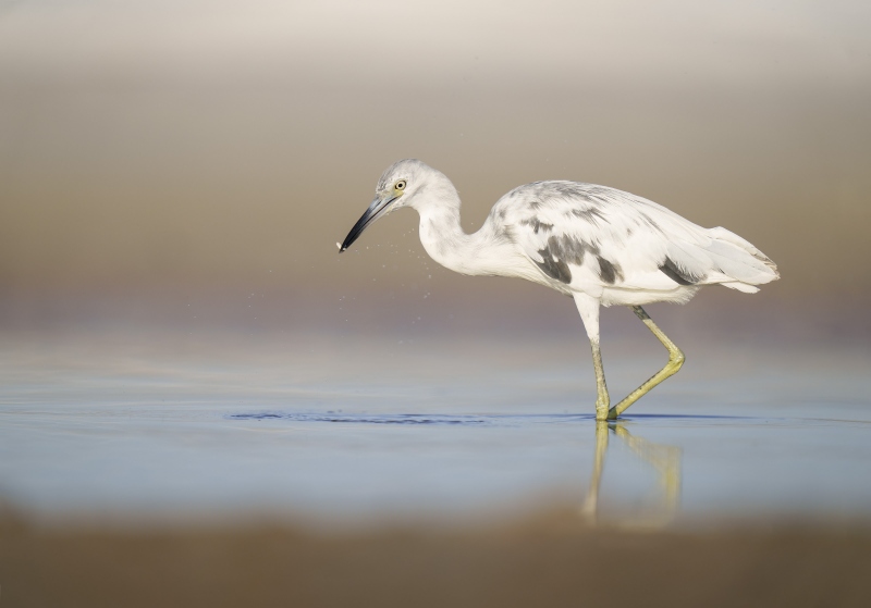 Little-Blue-Heron-3200-pied-molting-1-year-old_A1G1937-Fort-DeSoto-Park-Tierra-Verde-FL