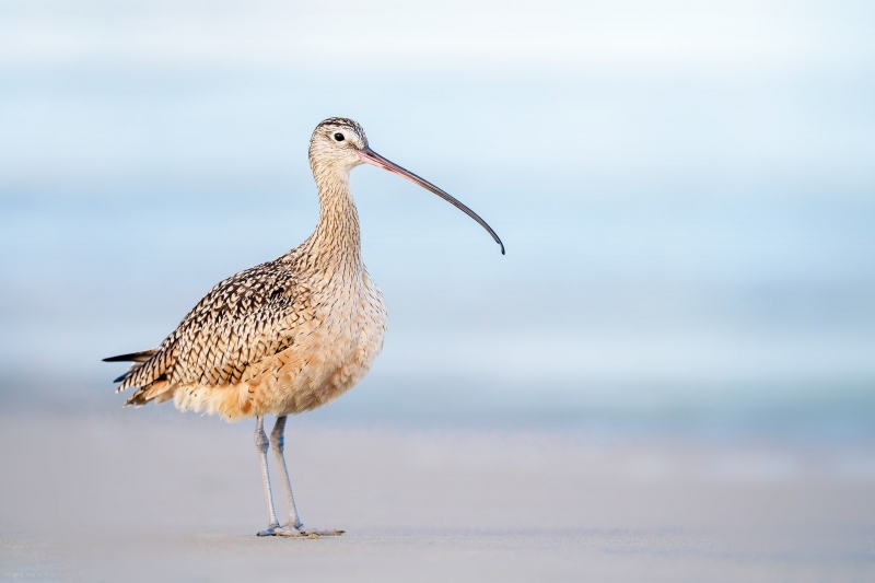 Long-billed-Curlew-3200-posing-_A1G4199-Morro-Bay-CA-Enhanced-NR