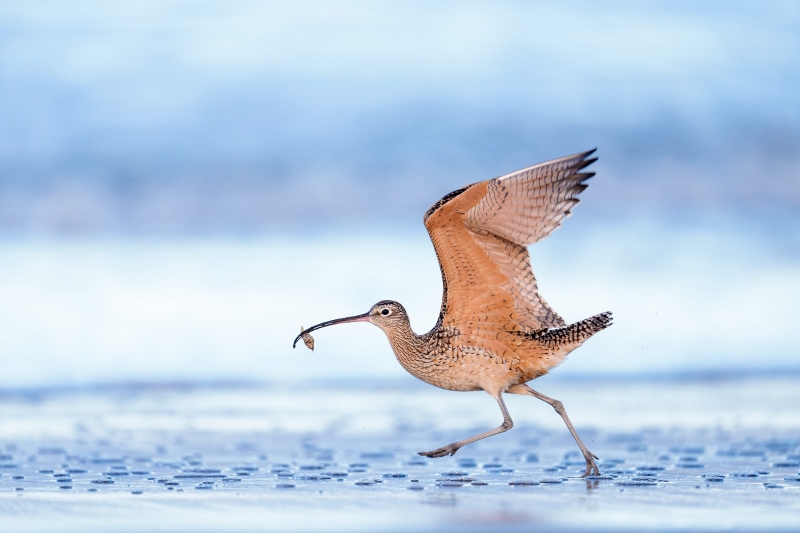 Long-billed-Curlew-3200-running-with-mole-crab-_A1G4510-Morro-Bay-CA-Enhanced-NR
