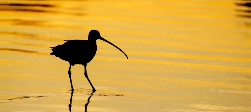 Long-billed-Curlew-3200-slinging-mudat-sunset-_A1G3313-Morro-Bay-CA-Enhanced-NR