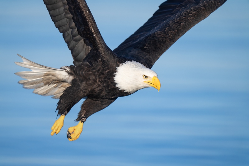 MS-2000-Bald-Eagle-tight-flight-_A1G1544-Kachemak-Bay-AK