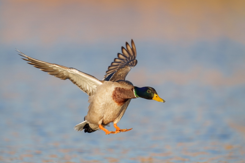 Mallard-drake-landing-_A1G7630-Santee-Lakes-Regional-Park-CA-Enhanced-NR