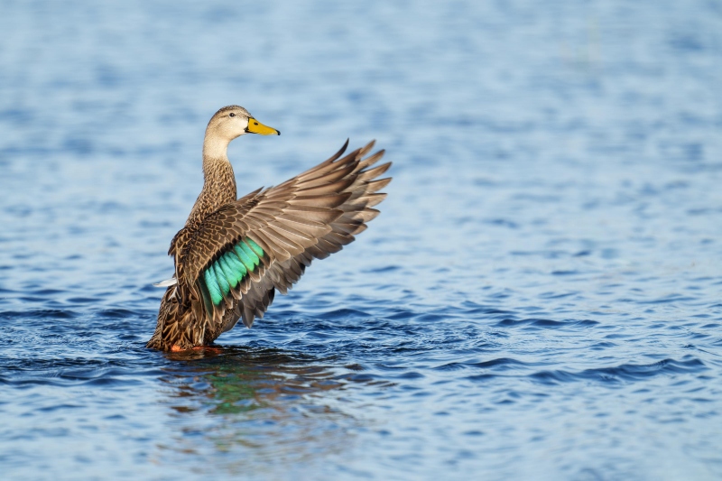 Mottled-Duck-3200-flapping-after-bath-_A1G2475-Indian-Lake-Estates-FL-Enhanced-NR