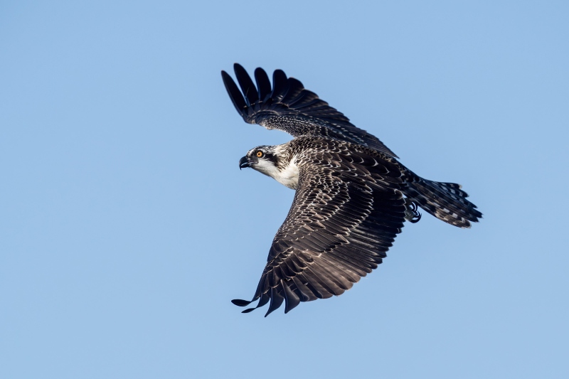 Osprey-3200-Pat-Fishburne-BAA-PhShp-_A936566-Indian-Lake-Estates-FL-Enhanced-NR