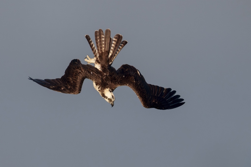 Osprey-3200-beginning-dive-eyes-on-the-prize-_A1G1049-Sebastian-Inlet-FL-Enhanced-NR