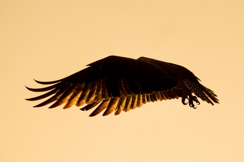 Osprey-3200-hovering-above-mate-at-sunset-_A931312-Indian-Lake-Estates-FL-Enhanced-NR