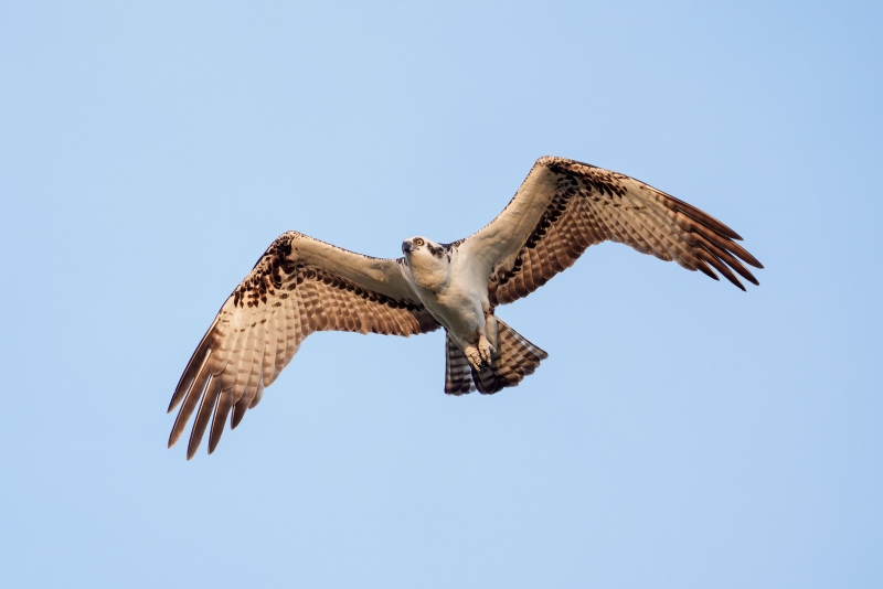 Osprey-3200-in-flight-ISO-5000-_A931723-Indian-Lake-Estates-FL-Enhanced-NR