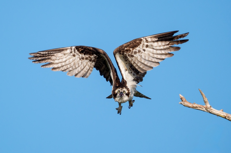 Osprey-3200-taking-flight-screaminig-_A939345-Lake-Blue-Cyrpess-FL