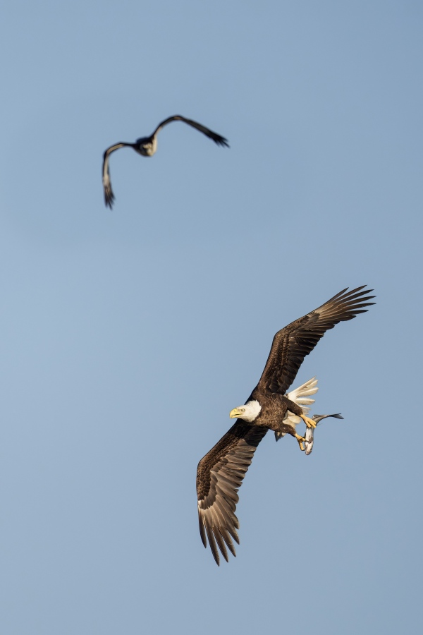 Osprey-3200-trying-to-retrieve-fish-stolen-by-Bald-Eagle-_A931507Indian-Lake-Estates-FL-Enhanced-NR