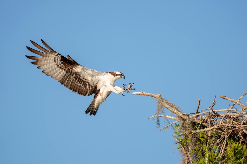 Osprey-landing-with-talons-extended-_A937935-Lake-Blue-Cyrpess-FL-Enhanced-NR