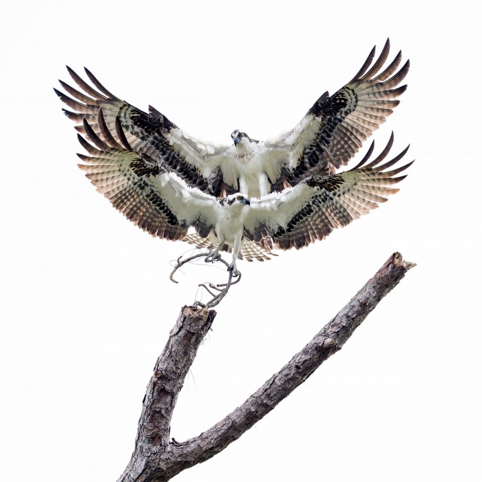 Osprey-pair-2400-synchronized-flight-_A930218Indian-Lake-Estates-FL-Enhanced-NR