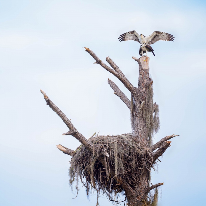 Ospreys-2400-copulating-near-re-claimed-eagle-nest-_A939555Indian-Lake-Estates-FL-Enhanced-NR