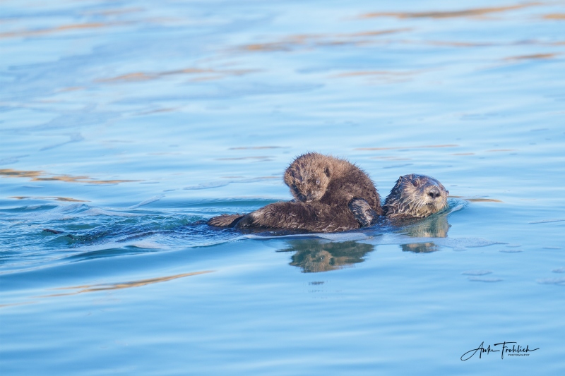 Otter-with-baby_copyright-Anke-Frohlich