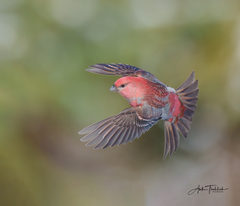 Pine-Grosbeak-in-flight_copyright-Anke-Frohlich