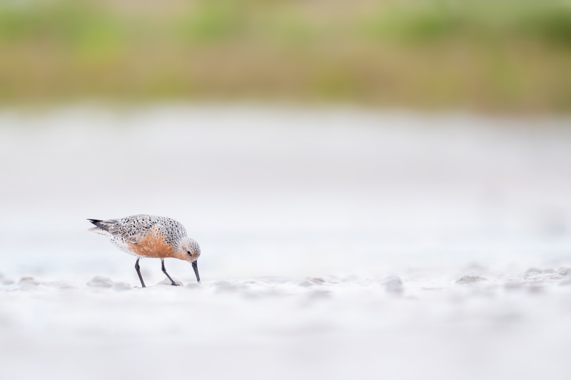 Red-Knot-in-breeding-plumage-_A934579-Fort-DeSoto-Park-FL-Enhanced-NR