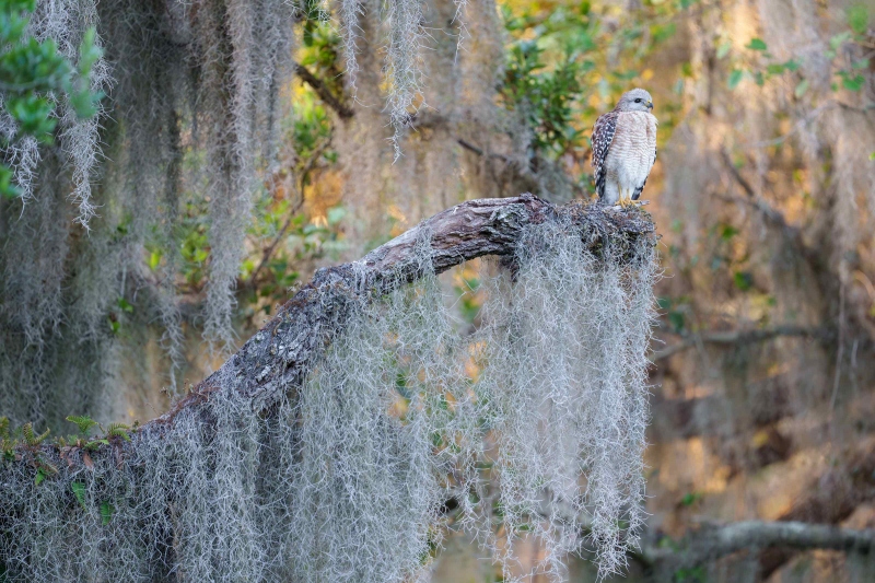 Red-shouldered-Hawk-3200-on-moss-covered-perch-_A1G7225-Circle-B-Bar-Reserve-Lakeland-FL-Enhanced-NR