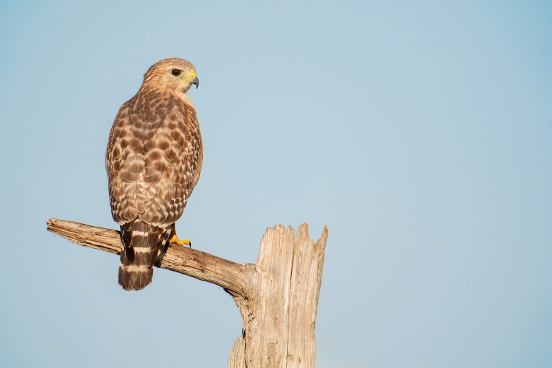 Red-shouldered-Hawk-3200-on-perch_A931415Indian-Lake-Estates-FL-Enhanced-NR