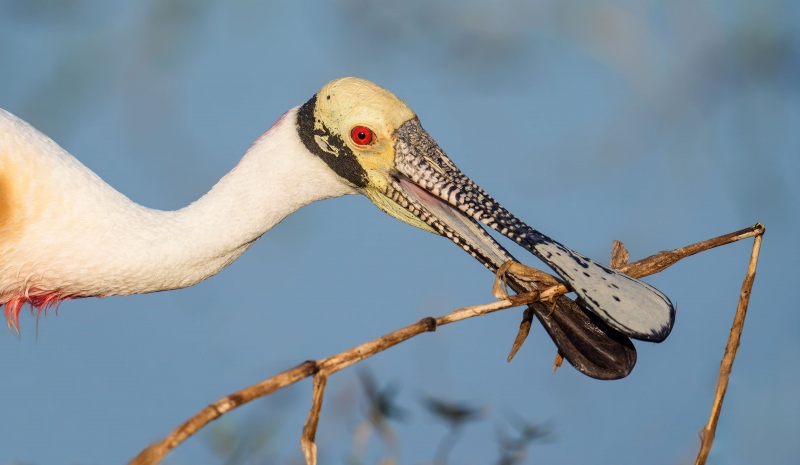 Reoseate-Spoonbill-3200-wrestling-with-stick-for-nest_A938432-Stick-March-Fellsmere-FL-Enhanced-NR