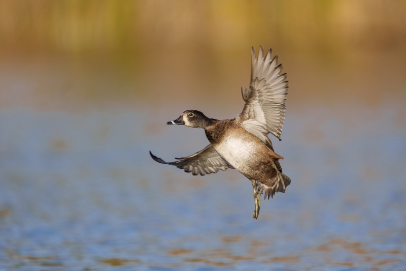 Riing-necked-Duck-3200-hen-braking-to-land-_A1G7361-Santee-Lakes-Regional-Park-CA