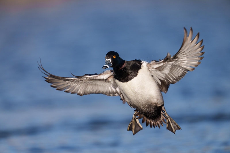 Ring-necked-Duck-3200-braking-to-land-_A1G6956-Santee-Lakes-Regional-Park-CA