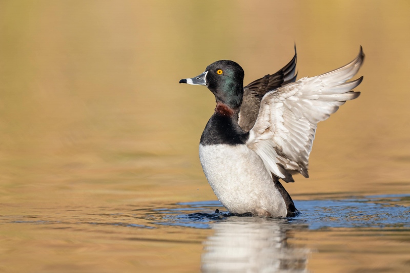 Ring-necked-Duck-3200-flapping-after-bath-_A1G3790-Santee-Lakes-CA