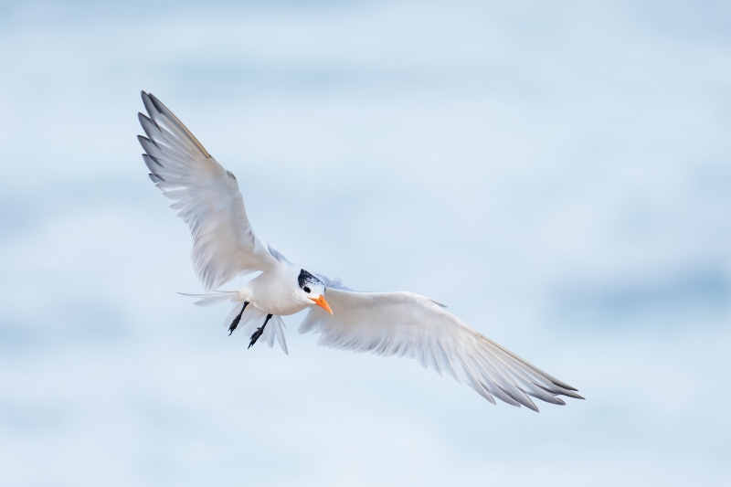 Roayl-Tern-3200-braking-to-land-_A1G8951-La-Jolla-CA-Enhanced-NR