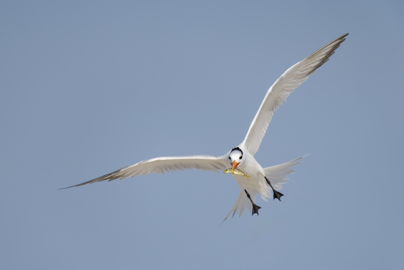 Roayl-Tern-3200-with-juvenile-Mahi-Mahi-for-chicks-_A1B7581-Jacksonville-FL-Enhanced-NR