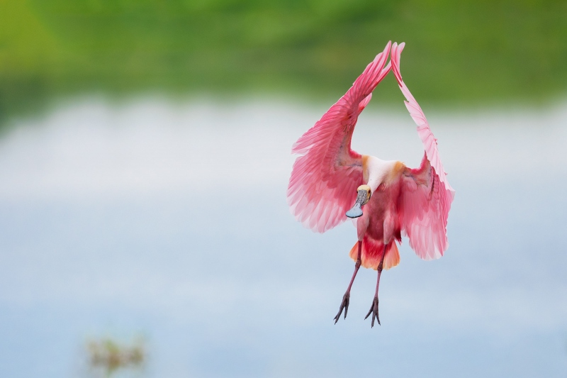 Roeseate-Spoonbill-3200-clapping-_A934262-Stick-Marsh-Fellsmere-FL-Enhanced-NR