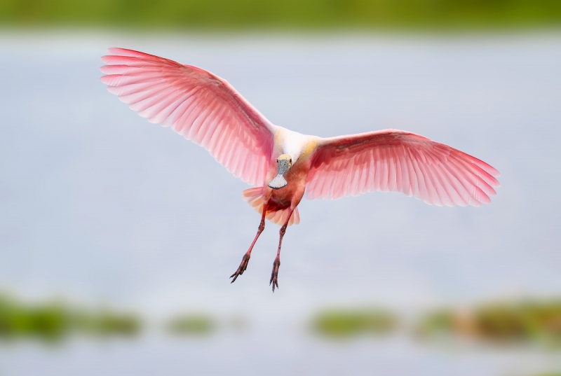 Roseate-Spoonbill-3200-A-braking-to-land-_A930258-Stick-Marsh-Lakeland-FL-Enhanced-NR