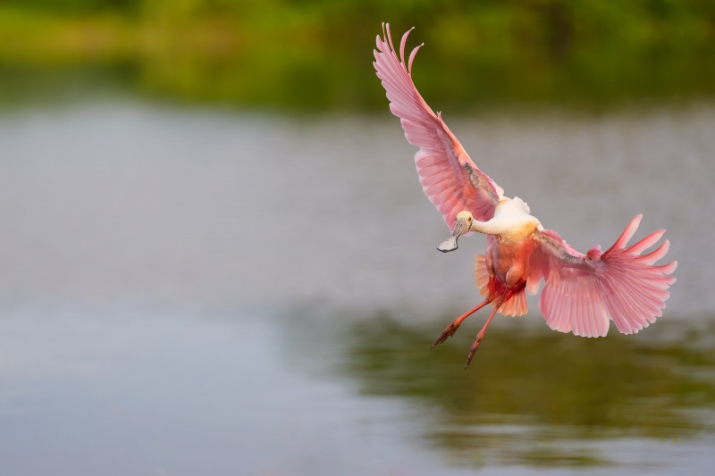 Roseate-Spoonbill-3200-braking-to-land-_A931996-Stick-Marsh-Fellsmere-FL-Enhanced-NR