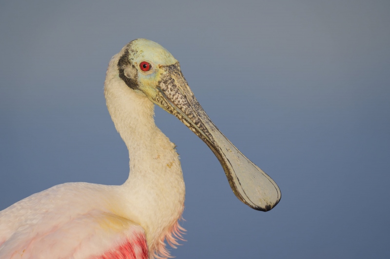 Roseate-Spoonbill-3200-breeding-plumage-adult-head-portrait-_A935331Stick-Marsh-Fellsmere-FL-Enhanced-NR